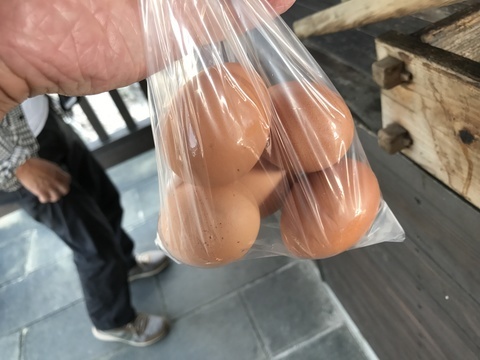 雲仙地獄温泉卵