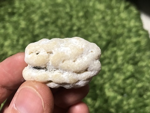 賛否両論ペカンナッツショコラ